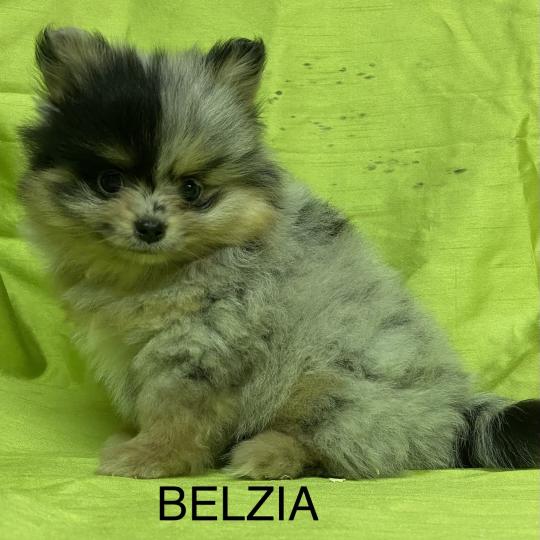 chiot Spitz allemand BELZIA spitz DISPONIBLE Domaine de la Chantelaie