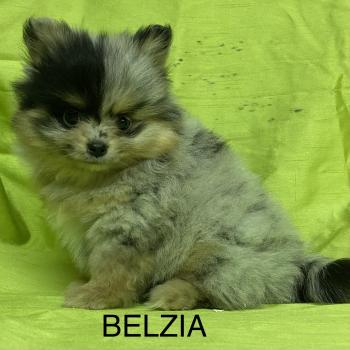 chiot Spitz allemand BELZIA spitz DISPONIBLE Domaine de la Chantelaie