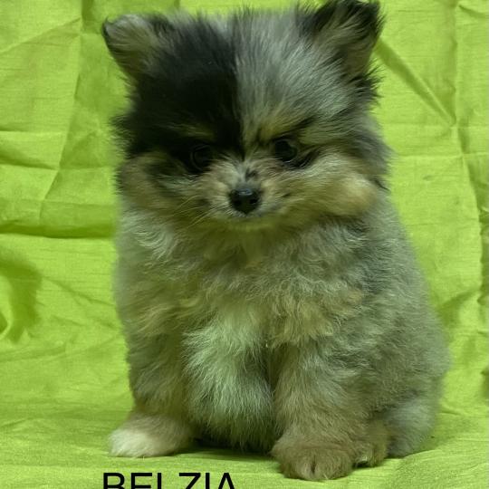 chiot Spitz allemand BELZIA spitz DISPONIBLE Domaine de la Chantelaie