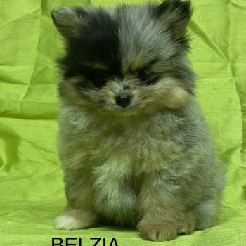 chiot Spitz allemand BELZIA spitz DISPONIBLE Domaine de la Chantelaie