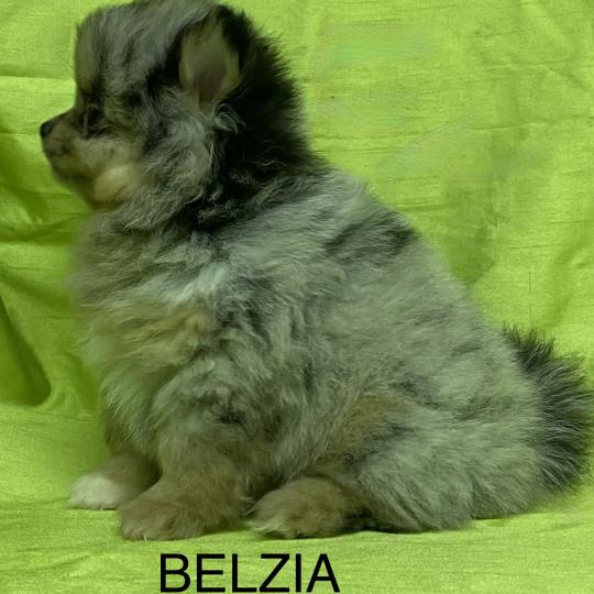 chiot Spitz allemand BELZIA spitz DISPONIBLE Domaine de la Chantelaie