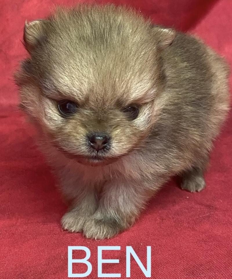 BEN spitz à réserver Mâle Spitz allemand