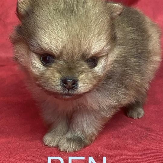 chiot Spitz allemand BEN spitz à réserver Domaine de la Chantelaie