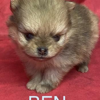 chiot Spitz allemand BEN spitz à réserver Domaine de la Chantelaie