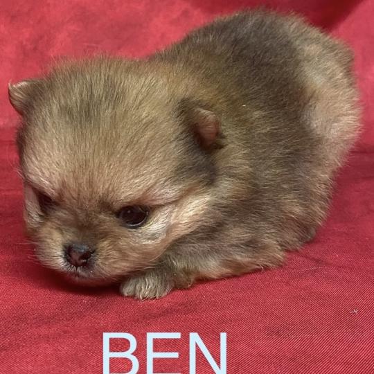 chiot Spitz allemand BEN spitz à réserver Domaine de la Chantelaie