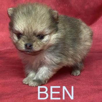 chiot Spitz allemand BEN spitz à réserver Domaine de la Chantelaie