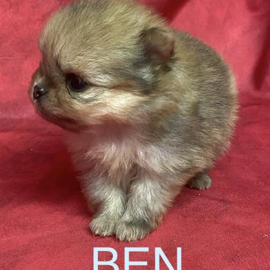 chiot Spitz allemand BEN spitz à réserver Domaine de la Chantelaie