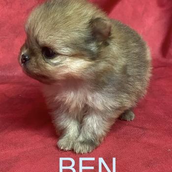 chiot Spitz allemand BEN spitz à réserver Domaine de la Chantelaie