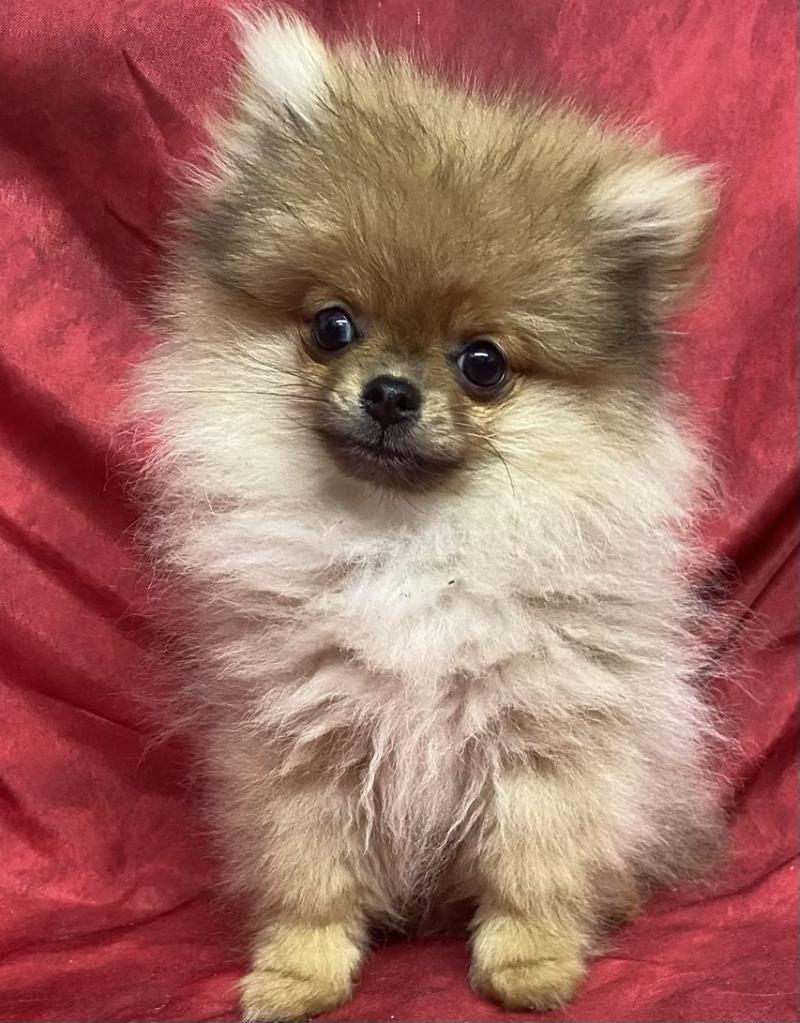 BEN spitz extra nain DISPONIBLE Mâle Spitz allemand