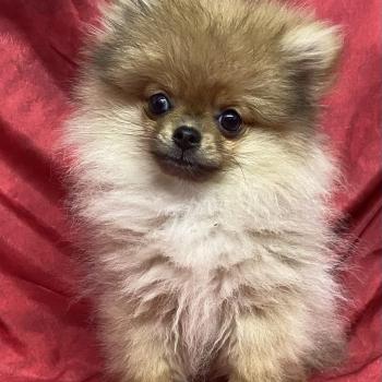 chiot Spitz allemand BEN spitz extra nain DISPONIBLE Domaine de la Chantelaie