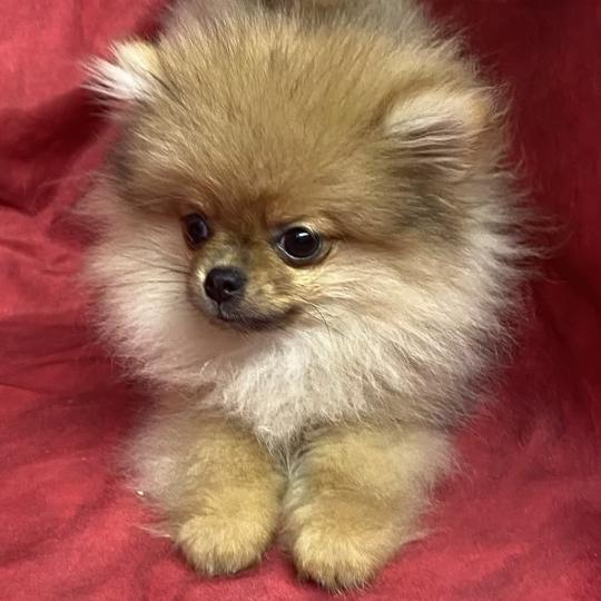 chiot Spitz allemand BEN spitz extra nain DISPONIBLE Domaine de la Chantelaie