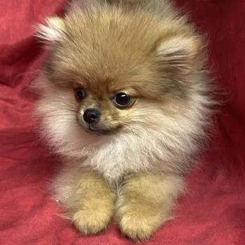 chiot Spitz allemand BEN spitz extra nain DISPONIBLE Domaine de la Chantelaie