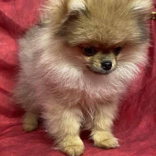 chiot Spitz allemand BEN spitz extra nain DISPONIBLE Domaine de la Chantelaie