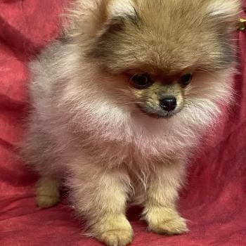 chiot Spitz allemand BEN spitz extra nain DISPONIBLE Domaine de la Chantelaie