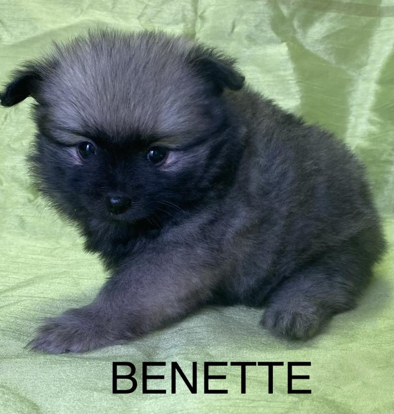 BENETTE spitz disponible Femelle Spitz allemand