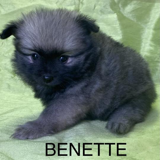 chiot Spitz allemand BENETTE spitz disponible Domaine de la Chantelaie