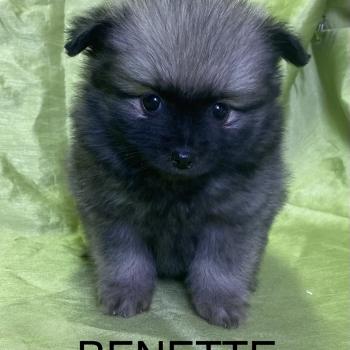 chiot Spitz allemand BENETTE spitz disponible Domaine de la Chantelaie