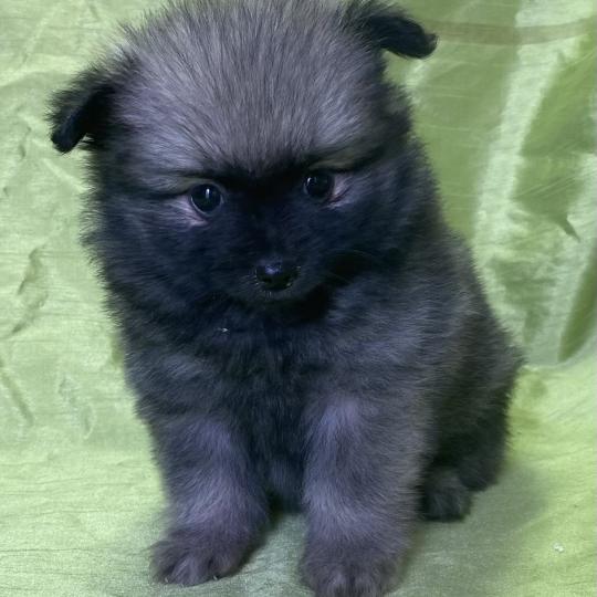 chiot Spitz allemand BENETTE spitz disponible Domaine de la Chantelaie