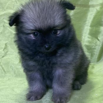 chiot Spitz allemand BENETTE spitz disponible Domaine de la Chantelaie