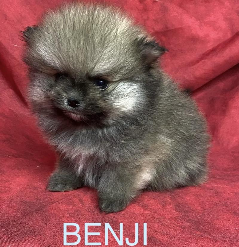 BENJI spitz nain typé Poméranian à réserver Mâle Spitz allemand