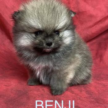 chiot Spitz allemand BENJI spitz nain typé Poméranian à réserver Domaine de la Chantelaie