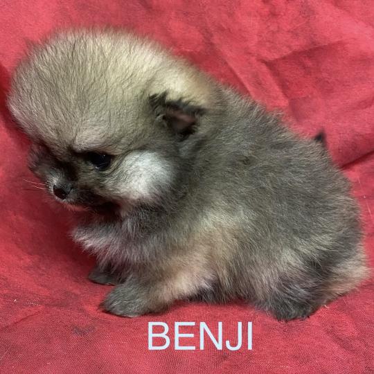 chiot Spitz allemand BENJI spitz nain typé Poméranian à réserver Domaine de la Chantelaie