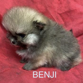 chiot Spitz allemand BENJI spitz nain typé Poméranian à réserver Domaine de la Chantelaie