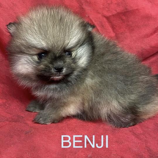 chiot Spitz allemand BENJI spitz nain typé Poméranian à réserver Domaine de la Chantelaie