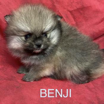 chiot Spitz allemand BENJI spitz nain typé Poméranian à réserver Domaine de la Chantelaie