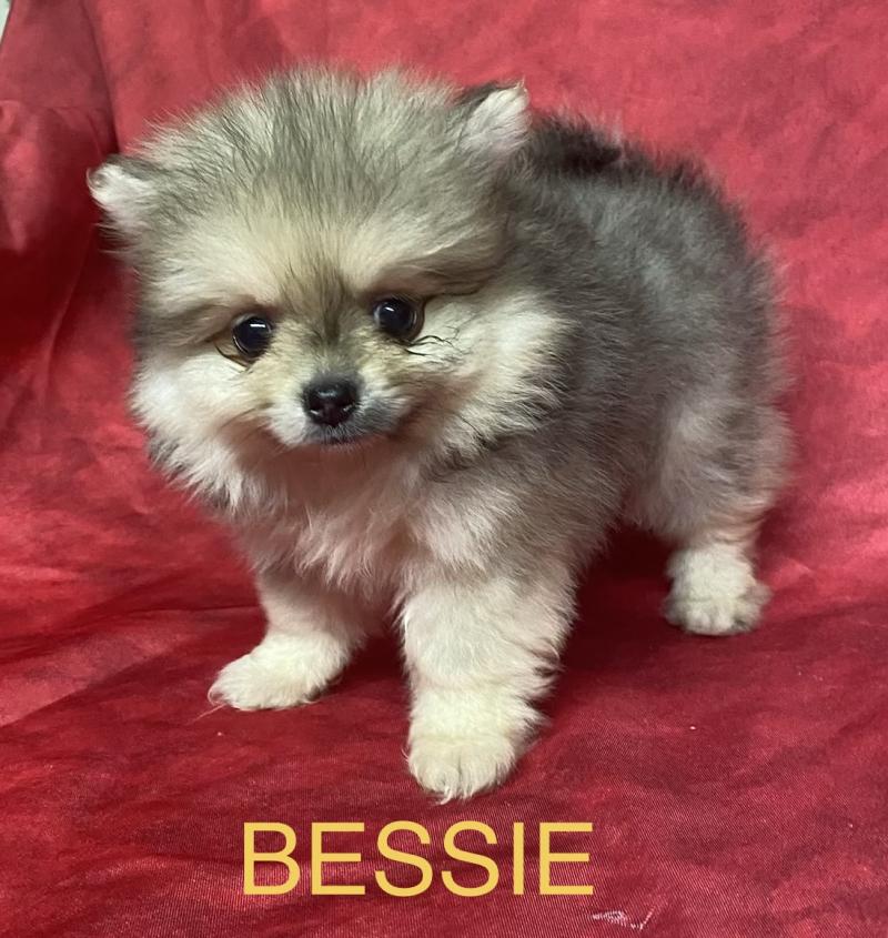 BESSIE spitz à réserver Femelle Spitz allemand