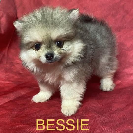 chiot Spitz allemand BESSIE spitz à réserver Domaine de la Chantelaie