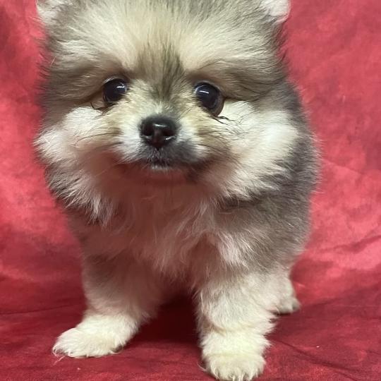chiot Spitz allemand BESSIE spitz à réserver Domaine de la Chantelaie