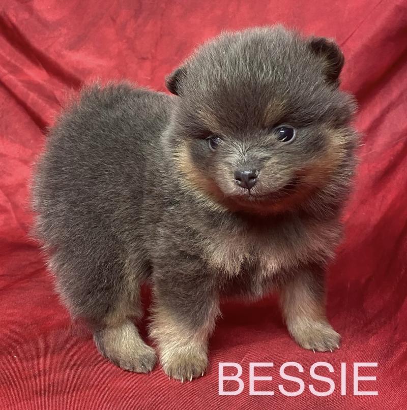 BESSIE.spitz à réserver Femelle Spitz allemand
