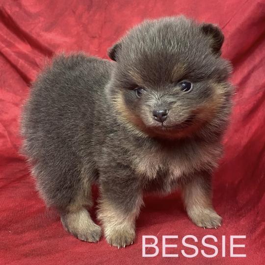 chiot Spitz allemand BESSIE.spitz à réserver Domaine de la Chantelaie