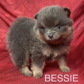 chiot Spitz allemand BESSIE.spitz à réserver Domaine de la Chantelaie