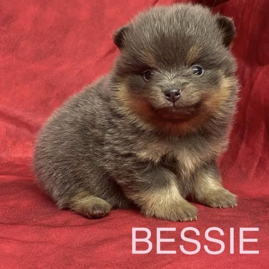 chiot Spitz allemand BESSIE.spitz à réserver Domaine de la Chantelaie
