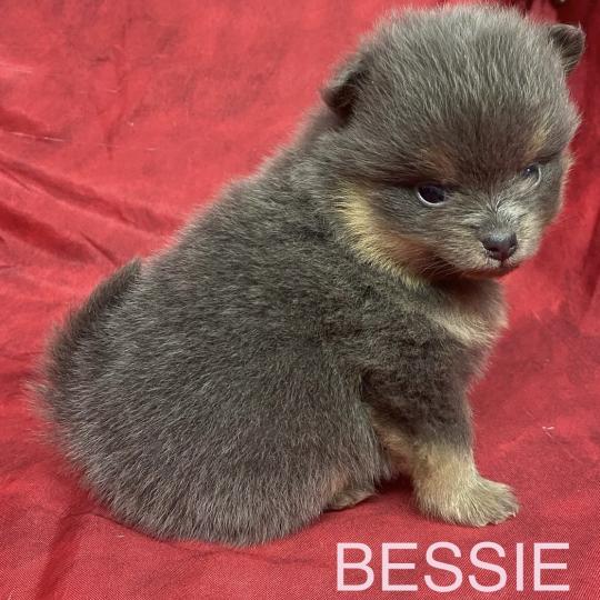 chiot Spitz allemand BESSIE.spitz à réserver Domaine de la Chantelaie