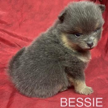chiot Spitz allemand BESSIE.spitz à réserver Domaine de la Chantelaie