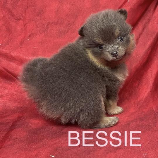 chiot Spitz allemand BESSIE.spitz à réserver Domaine de la Chantelaie