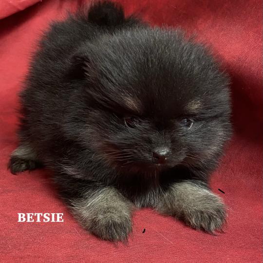 chiot Spitz allemand BETSIE spitz naine disponible Domaine de la Chantelaie