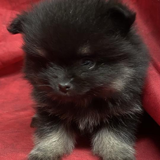 chiot Spitz allemand BETSIE spitz naine disponible Domaine de la Chantelaie