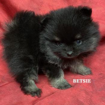 chiot Spitz allemand BETSIE spitz naine disponible Domaine de la Chantelaie