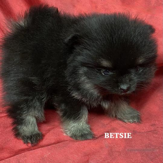 chiot Spitz allemand BETSIE spitz naine disponible Domaine de la Chantelaie