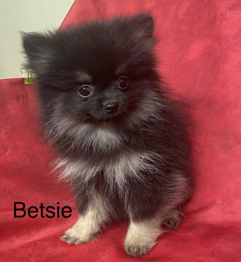 BETSIE mini spitz naine DISPONIBLE Femelle Spitz allemand