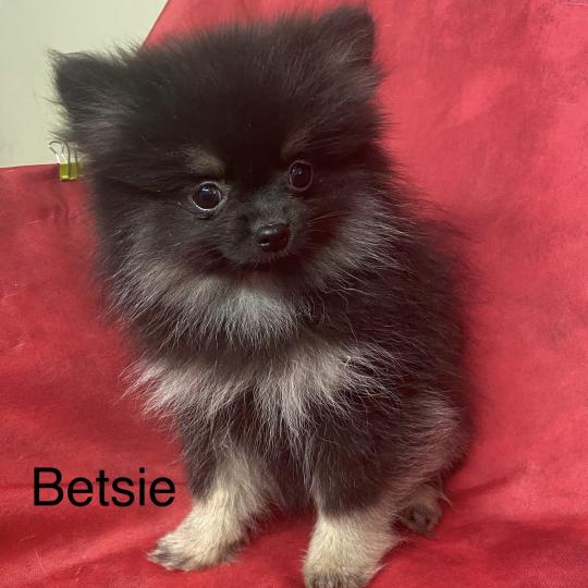 BETSIE mini spitz naine DISPONIBLE Femelle Spitz allemand