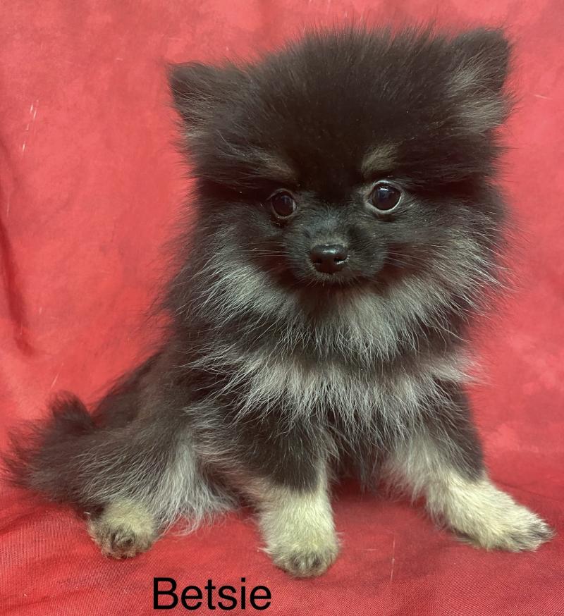 BETSIE mini spitz naine DISPONIBLE Femelle Spitz allemand