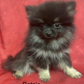 chiot Spitz allemand BETSIE spitz naine disponible Domaine de la Chantelaie