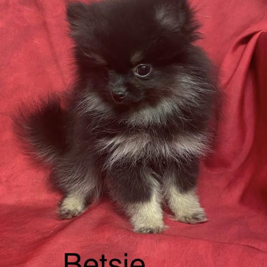 chiot Spitz allemand BETSIE spitz naine disponible Domaine de la Chantelaie