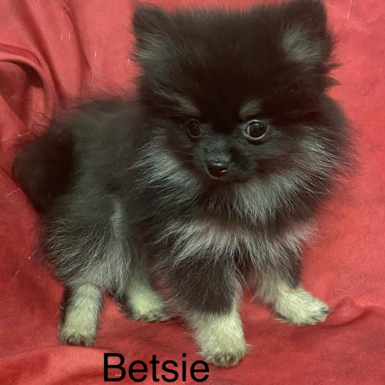 chiot Spitz allemand BETSIE spitz naine disponible Domaine de la Chantelaie