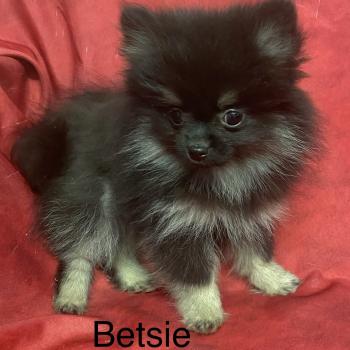 chiot Spitz allemand BETSIE spitz naine disponible Domaine de la Chantelaie